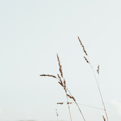 Closeup of cocksfoot / bluegrass stalks against the blue sky. Minimal nature background.