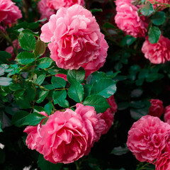 Pink roses. Background of blooming roses. garden of roses. Nature.