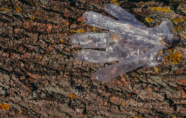 Rubbish. A plastic glove stuck on a tree bark.