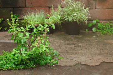 Thai basil grow in a garden