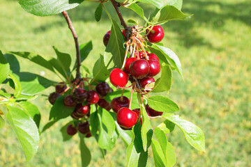 Ripe cherries on a cherry tree branch. Organic farming.