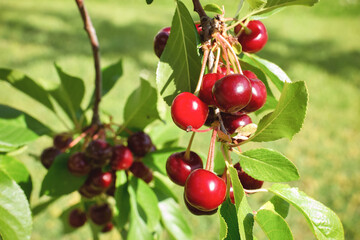 Obraz premium Ripe cherries on a cherry tree branch. Organic farming.
