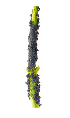 A colony of aphids on the stem of a plant isolated on a white background. aphid colony isolated on a white background. Aphid isolated on white background.