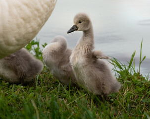 Erster Flügelschlag des Schwanbabys