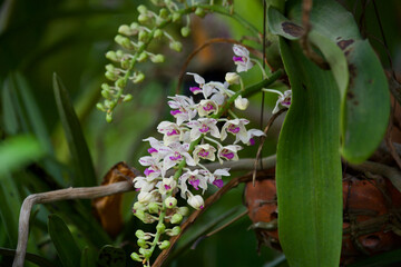 orchid flowers on tree