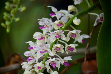 orchid flowers on tree in garden.