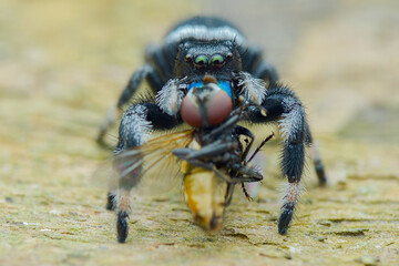 Spider prey on a leaf