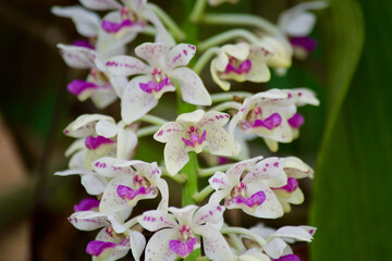 Fototapeta na wymiar orchid flowers closeup
