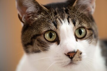 見つめるネコ　キジトラ猫　キジトラ白