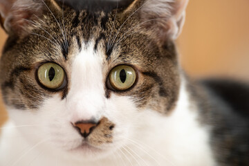 見つめるネコ　キジトラ猫　キジトラ白