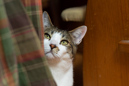 見つめるネコ キジトラ猫 キジトラ白 Stock Photo Adobe Stock