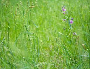 Small purple flowers with green leaves between thread of grass