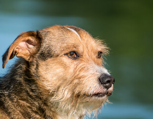 Beautifull mixed breed or cross breed dog in a park. Close up with a dog's head.