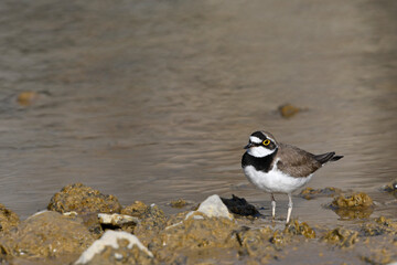 Flussregenpfeifer (Charadrius dubius) - Little ringed plover