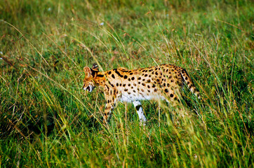 Serval Wild Cat in Masai Mara - Kenya