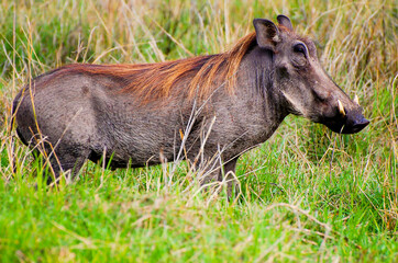 Warthog - Ngorongoro Crater - Tanzania