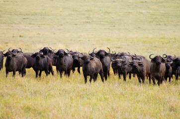 Buffalos in Ngorongoro Crater - Tanzania