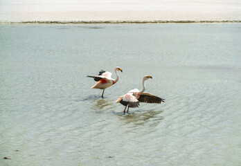 Pink Flamingo Ostrich Bird in Lake. Flamingos walking and feeding in water. Natural wildlife shot in Uyuni Salt Flats, Bolivia. Animal, lagoon & mountain landscape background. Wild animal in nature.