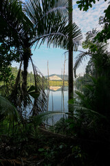Tropical forest, thick with trees and a glimpse of a lake