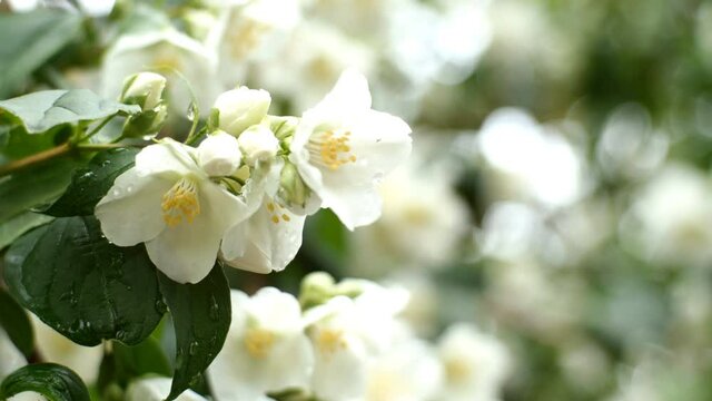 White flowers of jasmine or Jasminum officinale swing on bush in light wind in springtime. Close-up.