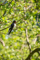 Young barn swallows on a warm and comfortable spring day in holland the netherlands. Barn swallow sunbathing on a twig in the bush. Fresh green leafs around a beautiful blue, white and brown bird