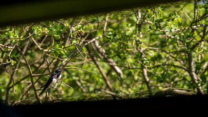 bird watchers sight of two Young barn swallows on a warm and comfortable spring day in holland the netherlands. Barnswallows sitting on a twig in the bush. Waiting for a new flight. Enjoying sunshine.