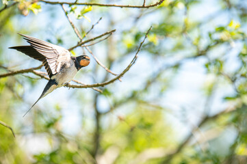 Young barn swallows on a warm and comfortable spring day in holland the netherlands. Barnswallow stretching its wings on a twig in the bush. Preparing for a new flight. An adventure catching some food