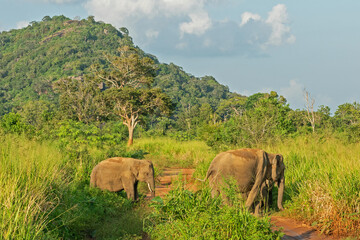 Elephants family wild animals in green jungle, Sri Lanka, Habarana National Park mountain landscape.