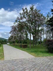 path in the park