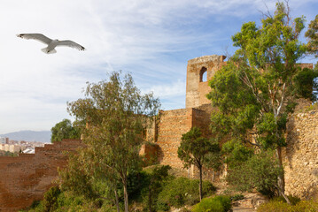 Malaga, Spain, Gibralfaro Castle architecture with flying seagull