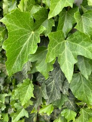 green leaves background