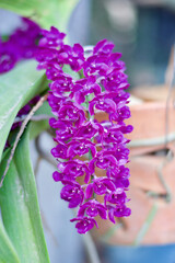 Purple orchid flowers on tree in garden