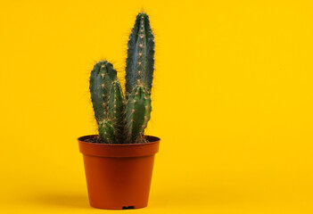 Cactus in pot on a yellow studio background. Minimalism