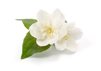 Naklejka na ściany i meble Jasmine flowers isolated on white background
