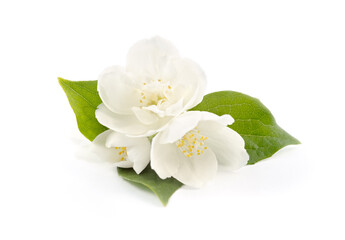 Jasmine flowers isolated on white background