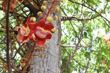 Shorea robusta flower blooming branch hanging on tree closeup. Is a sacred flower and legend of Buddhism.