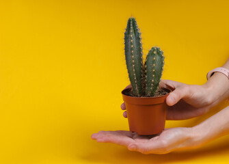 Cactus in pot on palm of hand. Yellow background. Minimalism