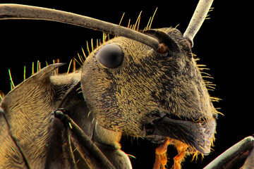 Ants face Extreme close up 