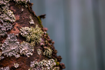 Moss and plants on a stump at a country house