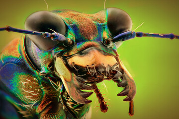 Tiger beetle  extreme close up  - obrazy, fototapety, plakaty