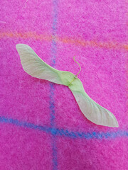Pale green sycamore seed in spring on pink check blanket