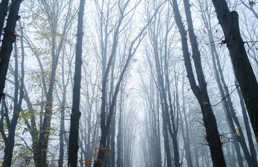 Fototapeta na wymiar Fantastic Mysterious Foggy Morning in the Autumnal Forest. Moody Background with Colorful Trees.