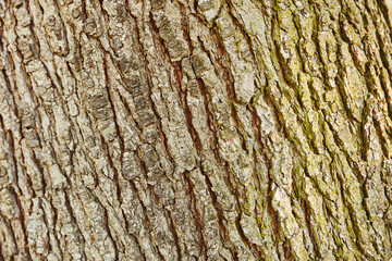 Rinde vom Stamm vom Baum als Hintergrund Textur