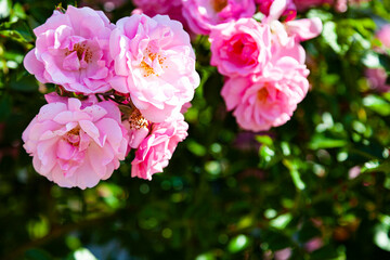 Pink climbing rose closeup.