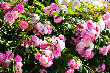 Pink climbing rose closeup.