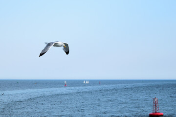 Single seagull in flight at Alexandroupolis, Greece, Aegean sea