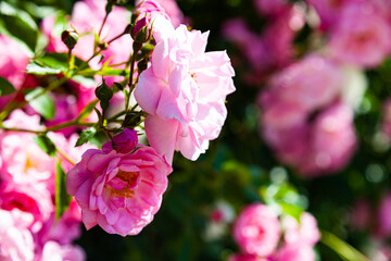 Pink climbing rose closeup.