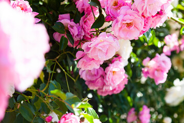 Pink climbing rose closeup.