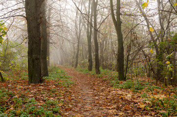 Obraz premium Fantastic Mysterious Foggy Morning in the Autumnal Forest. Moody Background with Colorful Trees.