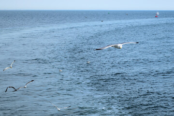 seagulls in flight on the sea. Greece, Aegean sea